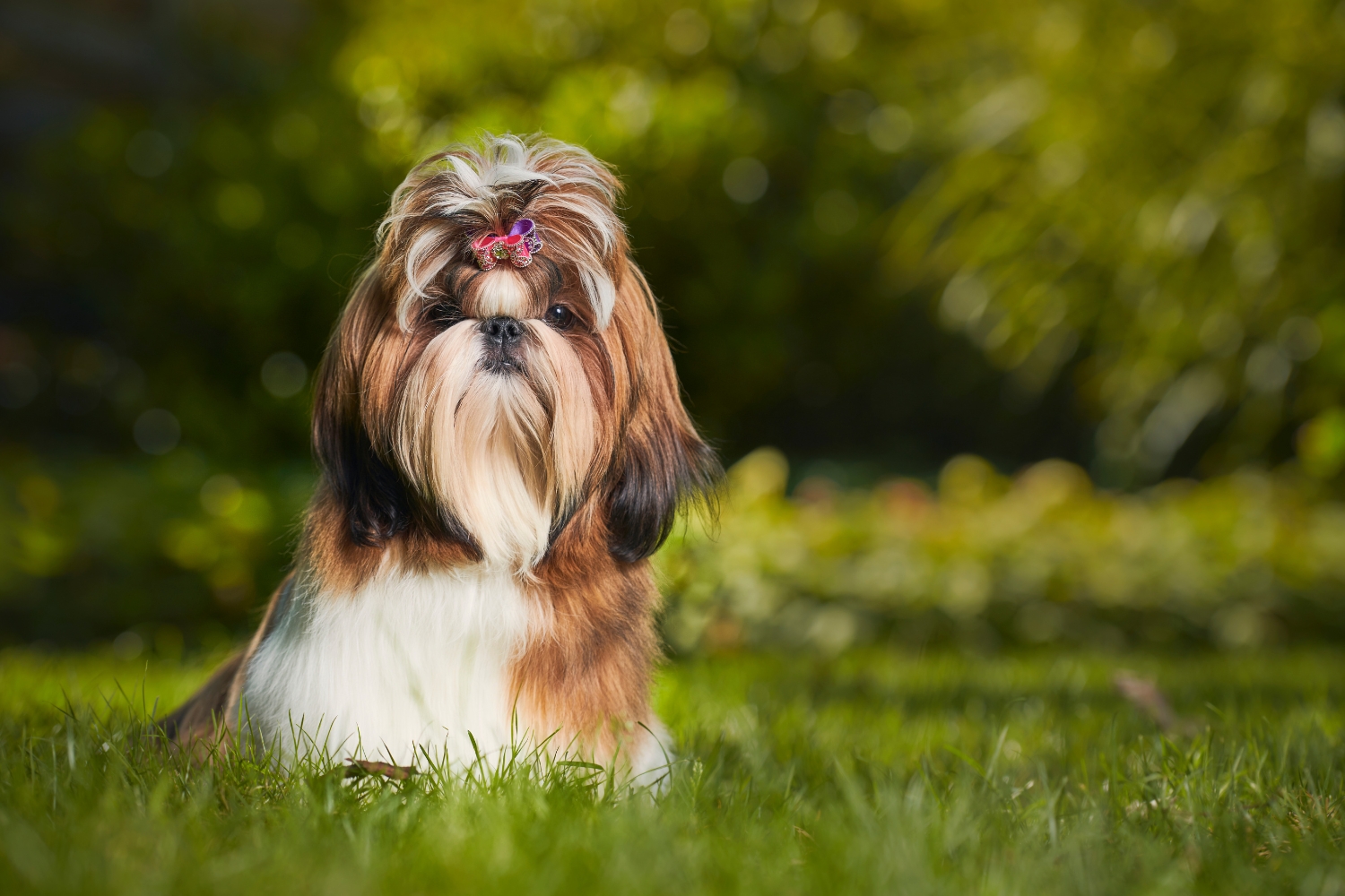 Melhor ração para Shih Tzu: as 7 melhores em 2024 Melhor ração para Shih Tzu: as 7 melhores em 2024